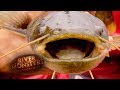 Wily Japanese Catfish | CATFISH | River Monsters