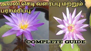 அல்லி செடி வளர்ப்பு மற்றும் பராமரிப்பு - How to grow Water Lily