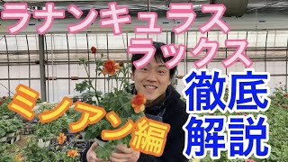 【園芸のぶチャンネル】ラックス徹底解説〜ミノアン編【ガーデニング】【農業】【ラナンキュラス】【ピュタロス】