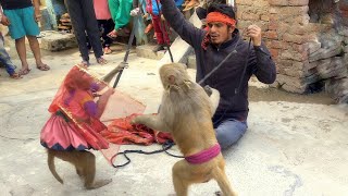 Monkey Comedy - Hindi Story || Bandar Bandariya Ka khel || Monkey 🐵  Funny video