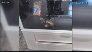 Raccoon breaks into vending machine but can't break back out