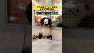 熊貓萌兰的围栏又被加高了，萌兰看上去很苦恼😂😂#panda #熊貓 #shorts