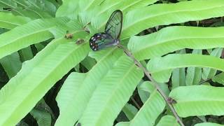 ヒュパエシアスカシジャノメPseudohaetera hypaesia 2019/10/21 Manu Road 1050m, Butterfly of Peru