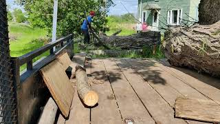 loading up 2 huge salvaged butternut logs on trailer with winch