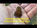 Eastern American Toad finds from 2024