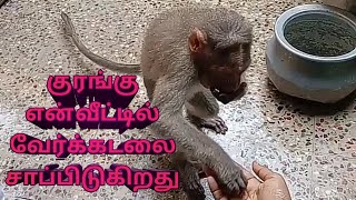 #குரங்கு என் வீட்டில் வேர்க்கடலை சாப்பிடுகிறது#....🤣🤣🤣🤣#(Monkey Eat Peanuts at my home)#