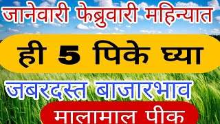 जानेवारी फेब्रुवारी महिन्यात कोणती पिके लावावी /जानेवारी पिके January february pike/ unhali pike