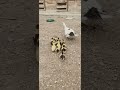 parmak kadar amerİkan Ördeklerİ 🧿 animals duck