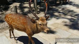 ~戰魂屋~ 日本行 大阪 關西 近鐵奈良 奈良公園 餵鹿 東大寺 之旅