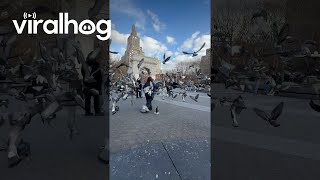 Man Has Masterfully Trained New York Pigeons || ViralHog