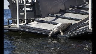 Kolme kuuttia pääsi Villieläinsairaalasta merelle (2018)