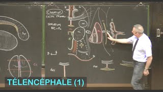 Anatomie des noyaux basaux et substance blanche télencéphalique (Télencéphale 1 - Neuroanatomie 8)