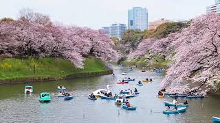 6 Beautiful cherry blossom spots in Tokyo