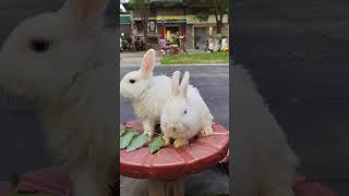 Two cute little white rabbits