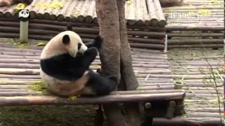 Panda Sneeze Attack