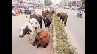 રખડતા ઢોર નિયંત્રણ બિલ અંગે સરકારે માલધારીઓ સામે કરી પીછેહઠ, જાણો શું કર્યો નિર્ણય?