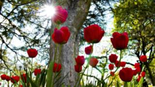 Tori Kelly-Always Love You (Lyrics) Happy Mothers Day