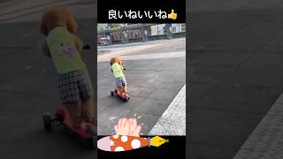 イケメン犬のワザ #shorts #cute #かわいい動物 #おもしろ動画 #かわいい犬 #おもろいわんちゃん #おもろい #イケメン犬 #わんちゃん #いぬのいる生活 #いぬ #dogs #dog