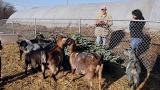 Got a Used Christmas Tree? Feed it to a Goat