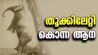 Mary the Elephant | തൂക്കിലേറ്റി കൊന്ന ആന | Why ?