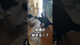 猫の本気相撲はコチラです　#子猫