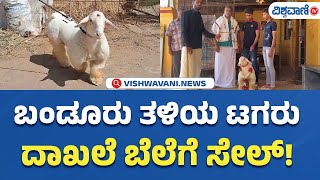 Bandur Sheep | ಬಂಡೂರು ತಳಿಯ ಟಗರು ದಾಖಲೆ ಬೆಲೆಗೆ ಸೇಲ್! | Vishwavani TV