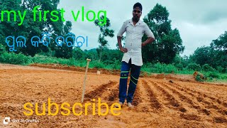 ବର୍ଷାଦିନିଆ ଫୁଲକୋବି ଚାଷ,Cauliflower Farming In Rainy season subscribeକରନ୍ତୁ next ଭିଡ଼ିଓ ପାଇଁ ଧନ୍ୟବାଦ 🙏