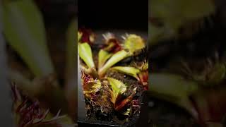 2024/12/07 哈尼卡的蝴蝶捕蠅草記錄 #flytrap #Venusflytrap #dionaeamuscipula #食蟲植物 #捕蠅草 #食虫植物 #ハエジゴク #shorts