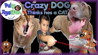 My dog is CRAZY and thinks hes a cat!  Fun with LaserDOG  -Puky Toys&Fun