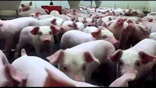 子豚の大群  A large flock of piglets