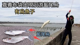 藍尾烏魚洄游出現在嘉義布袋龍宮溪了（253集）@Pin338548 阿平趴趴走