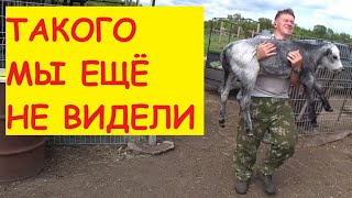 А у нас родился ЗАЯЦ / Отелилась в поле / Семья в деревне