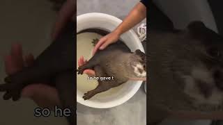 Why is the otter unhappy? #animals #funny #cute #fyp #shorts