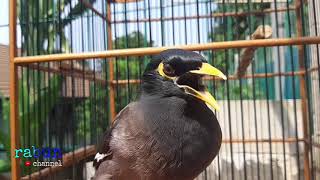 Playtube Pk Ultimate Video Sharing Website