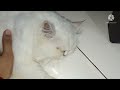 cat ear mites treatment full detail video how to clear cat ear by @arbinaspersiancattery666