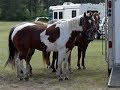 Minnesota's Largest Rodeo Takes Over Park Rapids This Weekend