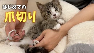 生後2ヶ月の子猫、初めての爪切りが大人しすぎてマジ天使...