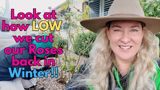 Winter Rose Cutback ✂️ 🌹 How We Prune Bush & Standard Roses