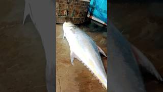 Chintadripet fish market #song