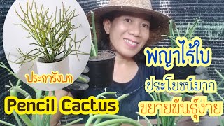 พญาไร้ใบไม้ประดับไม้มงคลมีสรรพคุณสมุนไพรป้องกันกำจัดหนอนแมลง Pencil Cactus หรือ Euphorbia tirucalli