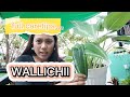 WALLICHII CARETIPS / INDAY DONAY / PAANO ALAGAAN ANG WALLICHII?#caretips#WALLICHII