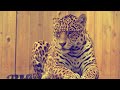 Animal Life | animal stories animals movie | #animals #animallover