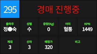 김천축협 한우스마트경매시장 중계영상 2025년 2월 14일 송아지