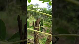 OLHA O QUE ESTÁ DESTRUINDO AS PLANTAS AQUI NO SÍTIO GAFANHOTO SOLDADO #sitio #vidanaroça #agro