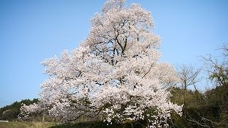 樹齢１００年「向野の桜」が見ごろ　富山