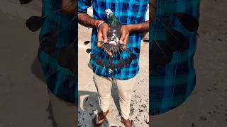 kabutar ke puchh pe chamch design banaye 🔥🕊️#pigeon#viral#shorts#video