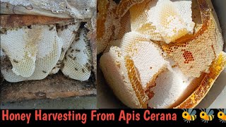 Honey Harvesting from Apis Cerana Bees |Beekeeping At Home | #bees #honey #apis Cerana