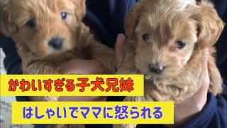 はしゃぎすぎちゃってママに怒られる子犬　トイ プードル　[出産〜36日] かわいい子犬My dog had puppies,toy poodle puppies, puppy love