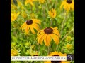 Rudbeckia 'American Gold Rush' pp28498