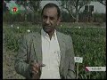 sugarbeet as an intercrop in bsri ishurdi pabna